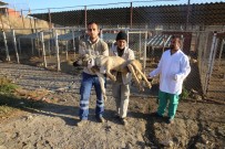 SOKAK KÖPEĞİ - Köpekler Sağlık İçin İstanbul'a Taşındı