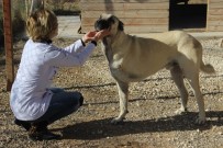 Onlarca Engelli Hayvan Kaderine Tek Edildi