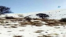 VAŞAK - Bayburt'ta vaşak görüntülendi