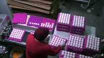 Çorum'dan Haftada 2 Milyon Yumurta İhracatı