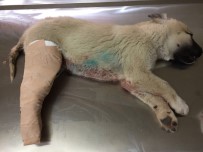 YAVRU KÖPEK - Kazada Yaralanan Köpek Tedavi Altına Alındı