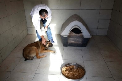 Küçükçekmece Veteriner Hekimleri Hasta Sokak Köpeğine Sahip Çıktı