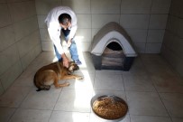 SOKAK KÖPEĞİ - Küçükçekmece Veteriner Hekimleri Hasta Sokak Köpeğine Sahip Çıktı