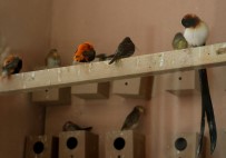 AMAZON - 105 Türde Kuş Bir Arada