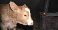 Buzağılar İçin Ahıra Soba Kurdular