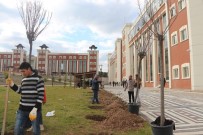 Kampus Ağaçlandırma Çalışmaları Devam Ediyor