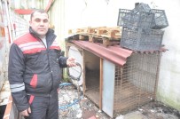 Köpeğini Bulana Para Ödülü Verecek