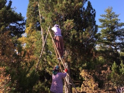 Kütahya'da Ehrami Karaçam Üretimi İçin Köylüler Kozalak Topladı