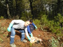 DEMIRCILI - Manisa'da Yaban Hayatına Yem Desteği