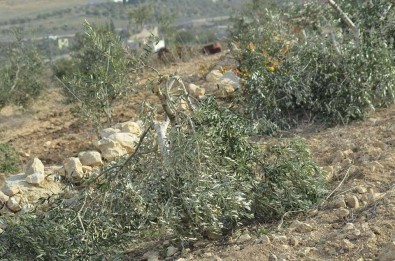 Yahudi Yerleşimciler Bir Filistinlinin 20 Zeytin Ağacını Kesti