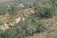 YAHUDI - Yahudi Yerleşimciler Bir Filistinlinin 20 Zeytin Ağacını Kesti