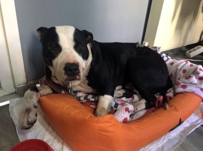 Köpeğine Saldıran Pitbull'u Bıçakladı