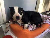 PİTBULL - Köpeğine Saldıran Pitbull'u Bıçakladı
