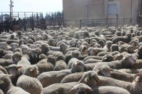 Bin 295 Baş Küçükbaş Koyun Dağıtıldı