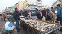BALIK BEREKETİ - Vatandaşlar Murat Balığına Yoğun İlgi Gösterdi
