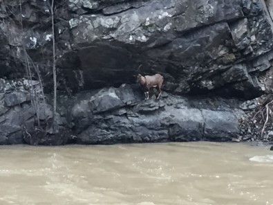 Artvin'de Yaralı Dağ Keçisini Kurtarma Mücadelesi