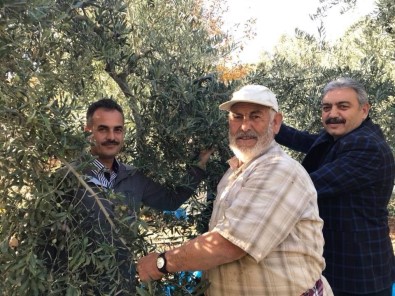 Karaman'da Zeytin Üretimi Her Geçen Yıl Artıyor