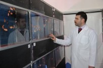 TASAVVUF - Müziğin Balıklar Üzerindeki Etkisini Araştırıyorlar