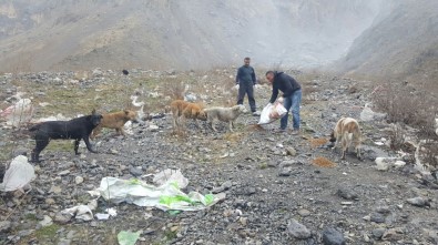 Hakkari'de Sokak Hayvanları İçin Yem Bırakıldı