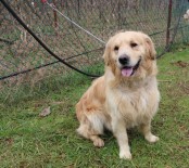 İNCE BAĞIRSAK - Kanseri Koklayarak Bulacaklar