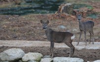 ORMANA - Orman Ve Su İşleri Bakanlığı Yaban Hayatına Sahip Çıkmaya Devam Ediyor