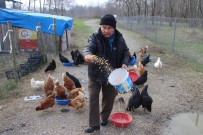 ORMANA - (Özel) İstanbul'un Stresinden Kaçtı, Trakya'nın Robinsonu Oldu