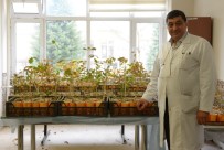 TRÜF MANTARI - Selçuk'ta Mikolojik Gelişmeler