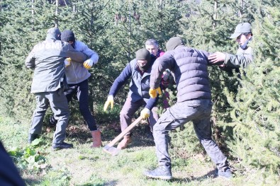 İstanbul'da Yılbaşı Öncesi Kaçak Çam Ağacı Operasyonu