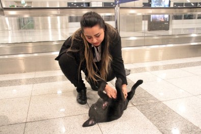 Atatürk Havalimanı'nda Unutulan Yavru Köpek, Çalışanların Maskotu Oldu