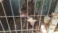 PETSHOP - Çorum'da Köpeğe Cinsel İstismara Bin 638 TL Para Cezası