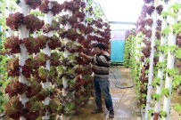 Dikey Topraksız Tarım İle 9 Dönem Ürün Alıyor