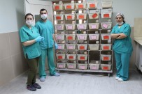 GIDA TAKVİYESİ - 'Perga' Bilimsel Çalışma İle Kapsüle Dönüştü