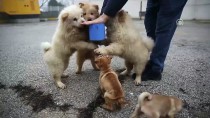 YAVRU KÖPEKLER - Polisin İyileştirdiği Yavru Köpekler Yeni Yılda Sahiplendirilecek