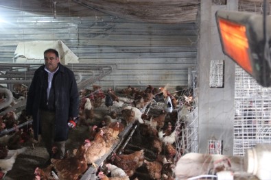 Soğuktan Verimi Düşen Tavukları Elektrikli Isıtıcıyla Isıtıyor