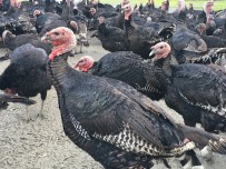 Hindiler Satıcıların Elinde Kaldı