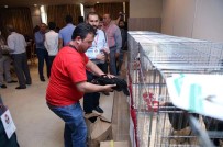 SÜS TAVUĞU - Tavuklar Yarışacak