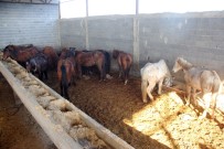 YAMAÇLı - Yakalanmasıydı Vatandaşlara Yedireceklerdi