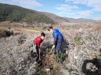 Çivril'e 1500 Sarı Çam Fidanı Dikildi