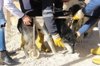 KADER - Engelli Hayvanlar Burada Yaşama Tutunmaya Çalışıyor