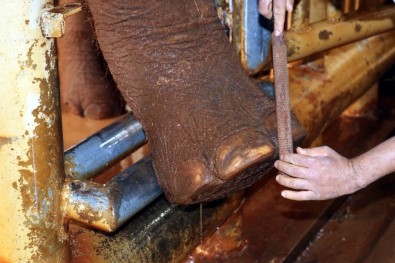 Gaziantep'te 5 Tonluk Fillere Kışlık Bakım