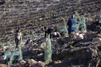 ORMAN ALANI - Menderes Ve Bayındır Orman Yangınının İzleri Siliniyor