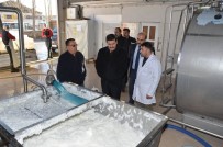 ELEKTRONİK ÇİP - Vali Arslantaş, Erzincan Süt Toplama Soğutma Ve Süt Analiz Merkezi'ni İnceledi