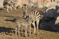 DEVE KUŞU - Yeni Doğan Zebra Yavrusu Parkın Neşesi Oldu
