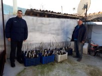 ULUPıNAR - Meyve Yetiştiricilerine Büyükşehirden Fidan Desteği