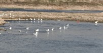Murat Nehri'nde Martılar Avlanmaya Başladı
