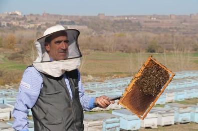 Dünya Kültür Mirası Işığında Arıcılık