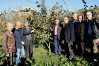 ÇUKURÇAYıR - Fındık Üretimi İçin İşbirliği