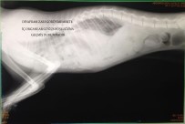 RÖNTGEN - Fıtığı Yırtılan Kedi Sağlığına Kavuştu