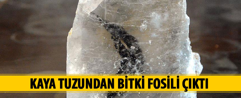 Kaya tuzundan bitki fosili çıktı