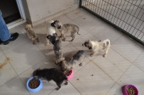 HAYVANLARI KORUMA DERNEĞİ - Ortaokul Öğrencileri Can Dostları Unutmadı